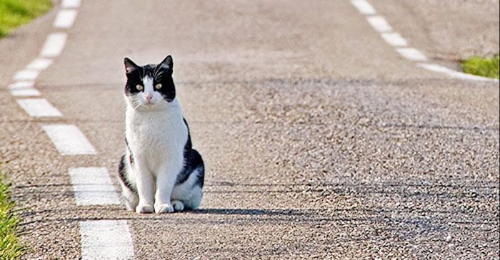 Cartello Lento Per Incrocio Di Gatti In Alluminio Nero Su Giallo