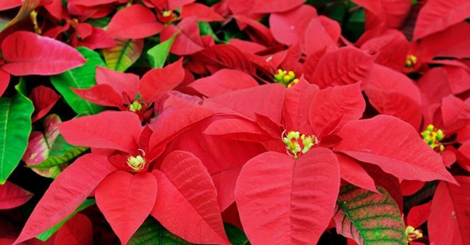 Stella Di Natale Ail 2020.Una Stella Di Natale Contro La Leucemia La Campagna Nazionale Di Ail A Palermo